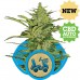 IGROWCAN - Fast Eddy Automatic CBD